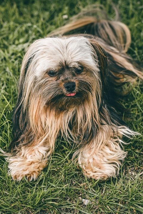 约克夏犬 狗 哺乳动物 户外 品种 朋友 宠物 动物 毛皮