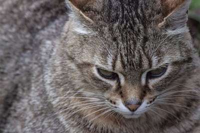 猫咪 动物 猫 毛皮 老虎 危险的 可爱的 胡子