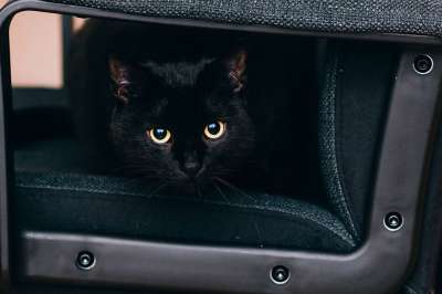 黑色的 猫 眼睛 动物