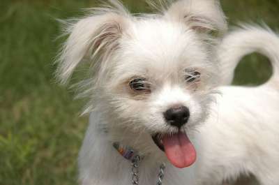 狗 小狗 白色的 可爱的 犬类 小的 国内的 动物 气喘吁吁