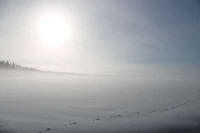 冬天 雪 原野 太阳 阳光 野兔的踪迹 痕迹 灰色的阳光 灰色雪