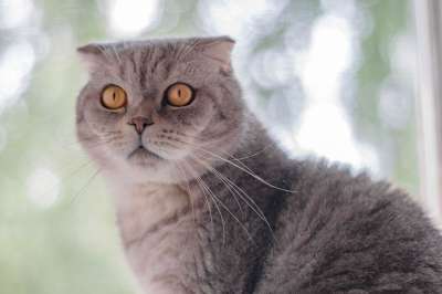 猫猫 视线 宠物 品种 优雅的 动物 猫的眼睛