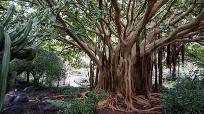加那利群岛 植物园 亚热带 植物 性质 树根 绿色 树根 树根