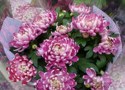 菊花花束 秋天 落下 菊花 束 开花 粉色的 紫红色 花朵