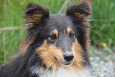 狗 设得兰群岛牧羊犬 肖像 棕色眼睛 耳朵 颜色的三色 男性