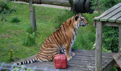 老虎 大猫 猫科动物 特写 美丽的 休息 勾引男人 动物园