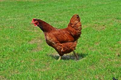 家庭主妇 鸟 蛋 鸡蛋 家禽 钢笔 梳子 喙 村庄 食物