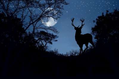 景观 鹿 月亮 树木 夜空 自然 轮廓 夜晚 森林