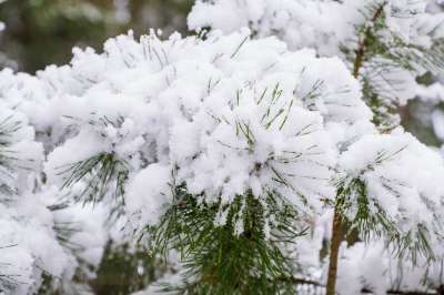 冬天 树枝 常绿 落叶松 自然 雪 科 分支 人工造雪 针叶树