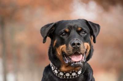 罗威纳犬 狗 肖像 狗肖像 宠物 衣领 狗项圈 哺乳动物 动物