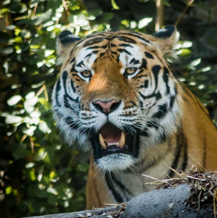 老虎 动物园 动物 野猫 猎人 齿