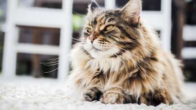 小猫 猫 甜的 动物 胡子 头发 波斯语 毛茸茸的