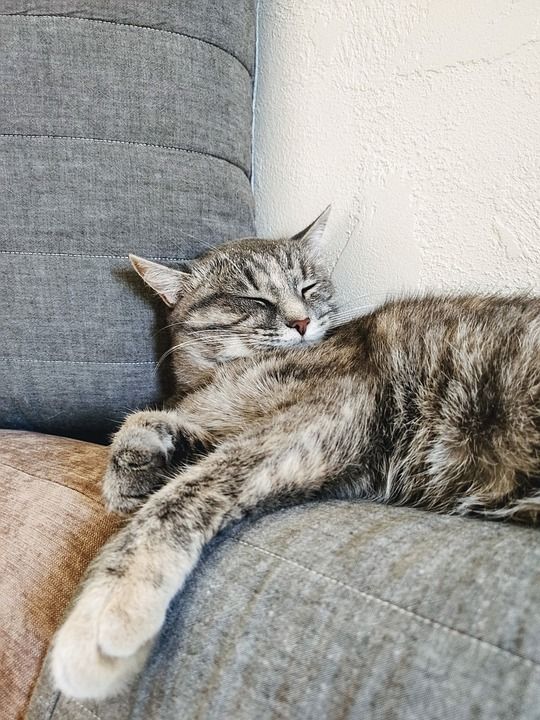 睡觉 猫 可爱的 动物 狮子 懒惰的 放松 甜的