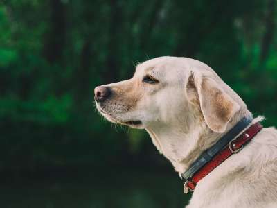 拉布拉多犬 狗 头 犬类 宠物 动物 国内的 纯种 品种
