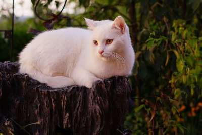 白色的猫 英国短毛猫 家猫 动物 野生动物 品种猫 琥珀色的眼睛