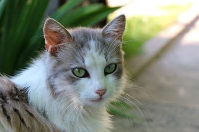 猫 看 动物 羊毛 草 眼睛 胡子
