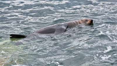 海洋 水 自然 海 狮子 动物 游泳