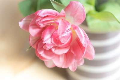 郁金香 粉色的 开花 花瓶 春天的花朵 盛开 花瓣 开花了 关闭