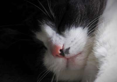 脸上的猫 胡子 蓬松的 毛皮 昏昏欲睡 鼻子 头 猫 睡觉