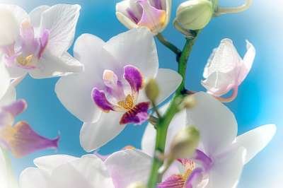 兰花 蝴蝶兰 白色的花 花朵 热带花卉 自然 开花 紧密联系