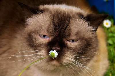英国短毛猫 猫 野生动物 家猫 毛皮 动物 家畜 纯种 毛茸茸的