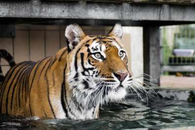 老虎 捕食者 大猫 野猫 西伯利亚虎 Amurtiger 食肉动物