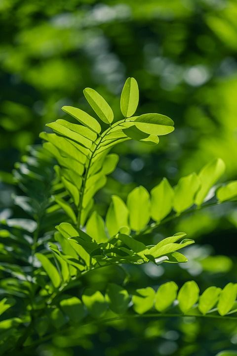 树叶 植物 自然 绿色 小树叶 分行 叶子 植物群