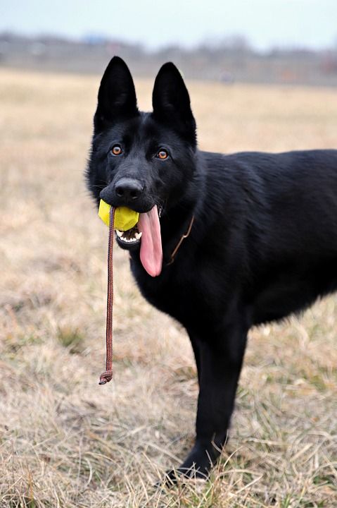 黑的德国牧羊犬 狗 球 游戏 美