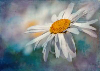 花 雏菊 花瓣 白色的花 白色雏菊 白色的花瓣 盛开 开花 绘画