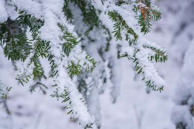 冬天 寒冷的 冬季 分行 针叶树 被雪覆盖 雪 关闭