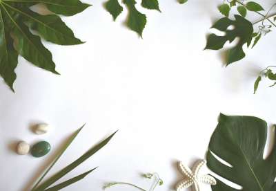 热带 树叶 绿色 异国情调 夏天 植物 平躺 平铺 空白