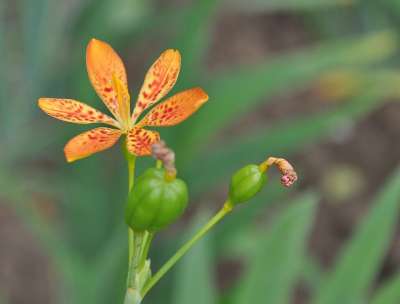 花 盛开 工厂 宏 装饰性的 花瓣 植物群 橙色的 亚洲 夏天