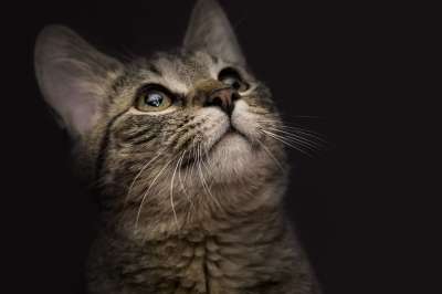 猫 动物 小猫 漂亮 捕食者 胡子 鼻子 纵向 黑色的