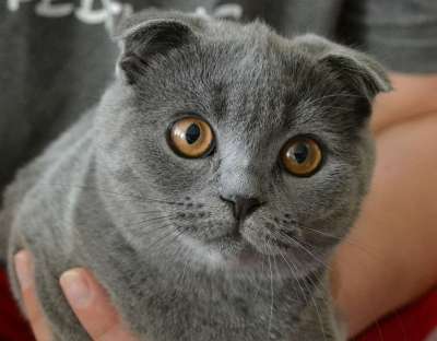 猫 小猫 家畜 可爱的 年轻的猫 猫眼 猫宝宝 幼兽 动物