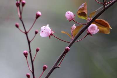 梅花 花朵 春天 花瓣 粉红色的花朵 盛开 芽 开花 树
