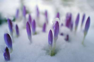花 自然 花瓣 植物 花的 番红花 花园 雪 春天的花朵