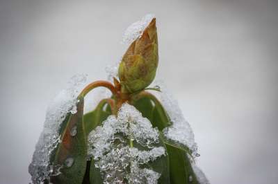 花 自然 美丽的 植物群 桌面 冬天 寒冷的 雪 生存