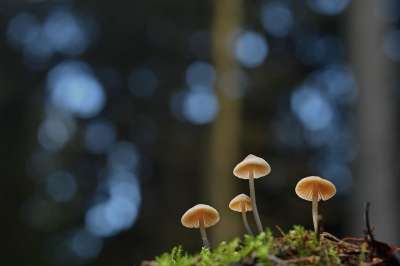 蘑菇 真菌学 森林 苔藓 落下 自然 菌类