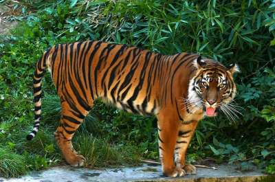 老虎 动物 野生动物 哺乳动物 大猫 捕食者 动物群 荒野 自然