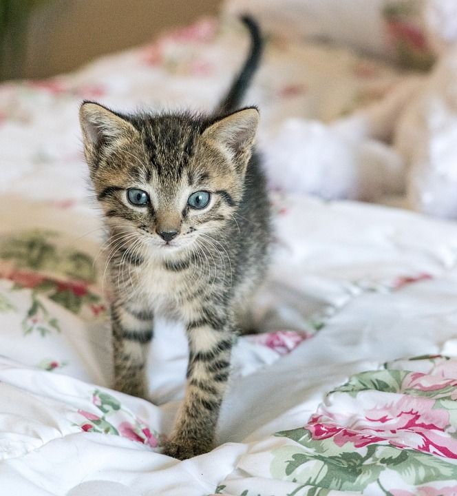 小猫 新生 猫 促进 可爱的 毛皮 国内的 猫科动物 肖像
