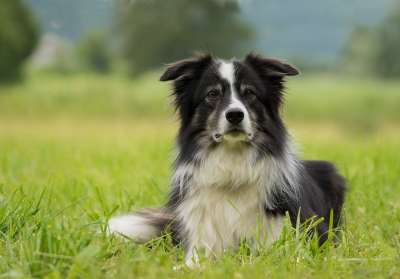 边境牧羊犬 狗 牧羊犬 英国牧羊犬 边境 纯种狗 家畜 自然