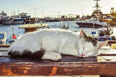 猫 睡眠 户外的 可爱的 动物 小猫 甜的 港口 阿依纳帕