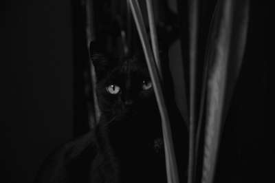 猫 黑色和白色 年轻的小猫 小猫 动物 看猫 家猫 宠物