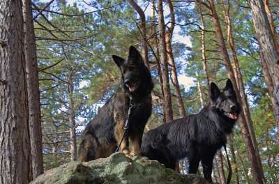 狗 老德国人 牧羊犬 家畜 动物 捕食者 比赛 休息 远足 走