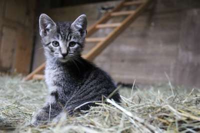 小猫 猫 可爱的 宠物 动物 猫科动物 基蒂 哺乳动物 甜的