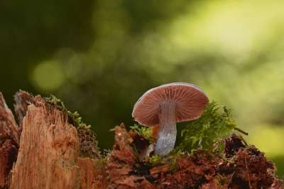 蘑菇 光盘真菌 根 苔藓 森林 落下 自然