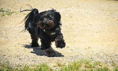 狗 吉娃娃贵宾犬 贵宾犬 混种狗 蓬松的 家畜 哺乳动物 可爱的