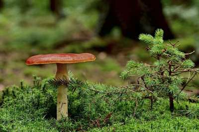 蘑菇 毒菌 苔藓 有毒 树叶 森林地面 森林 植物 落下 自然