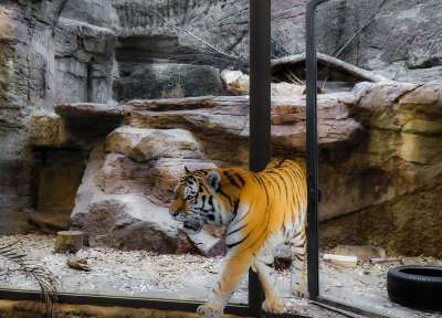 动物 老虎 大猫 捕食者 危险的 逃脱 逃生 图像蒙太奇 爆发