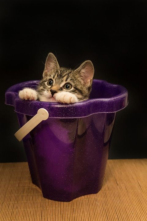 宿醉 小的 鲭鱼 小猫 家猫 家畜 可爱的 猫 猫宝宝 猫脸